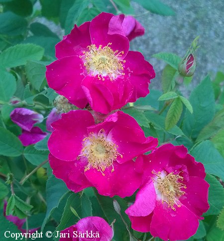 Rosa Francofurtana-Ryhm 'Splendens'